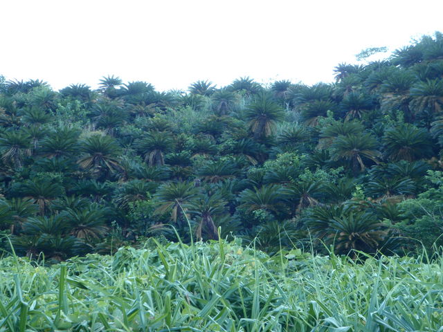 l̂肳̈؉\ecQn̓eʐ^1