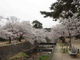 のんべーさんの夙川公園の桜の投稿写真1
