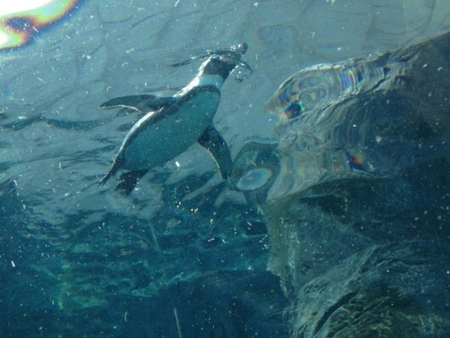 ���ԃy���M��_���R������