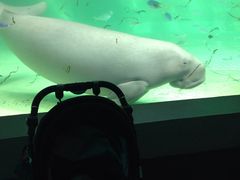 鳥羽水族館の写真一覧 2ページ目 じゃらんnet