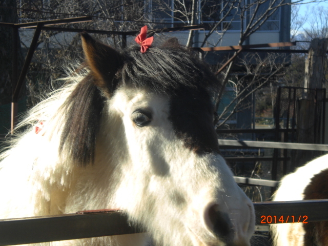 �Q�O�P�S�@�߂̔N�@
�C�x���g������A�q���B���悹�Ă��炦�܂����B_�b�{�s�V�T��������������