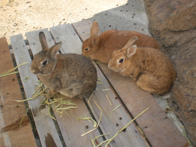 nikoniko̍b{sVT̓eʐ^5