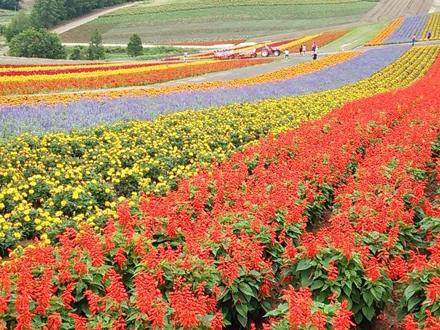 8�����{�́A�T���r�A�A�P�C�g�E�������ł����I_�l�G�ʂ̋u