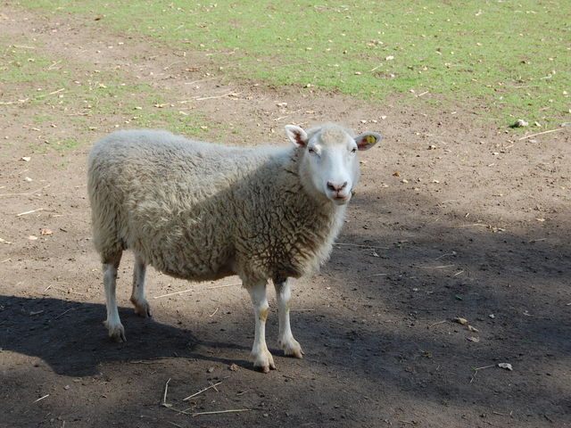 �r����ɂ������܂�_�k�C�������q��