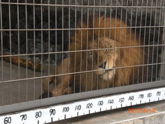 ライオン
普段はよく寝ていますが、たまに起きて吠えたりします_甲府市遊亀公園附属動物園