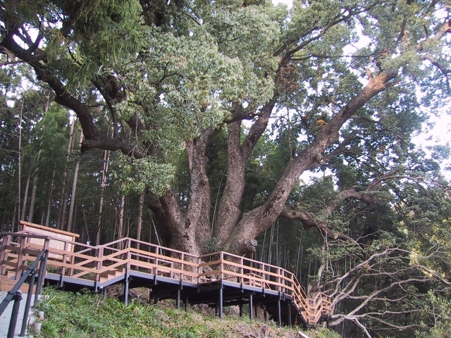 ���q���Y����̏�J�̑�N�X�̓��e�ʐ^1