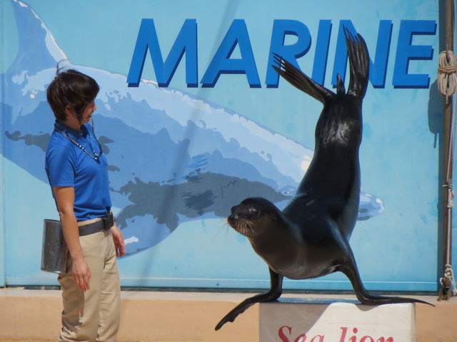 �}�����X�^�W�A���ɂăA�V�J�V���[_���c�C��������