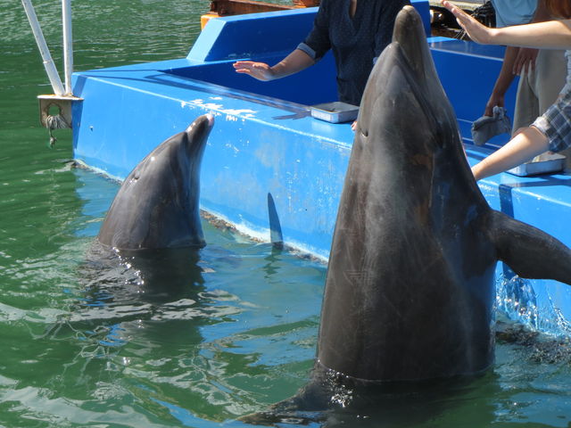 �h���t�B���t�B�[�f�B���O�ɒ���B_���c�C��������