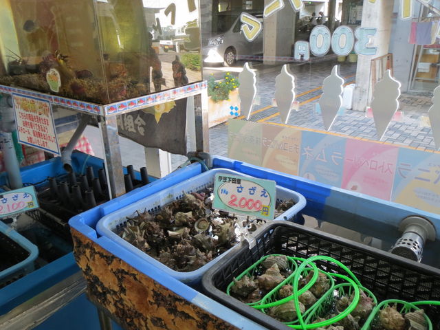 CY̎YR[i[_̉w Jc݂Ȃ