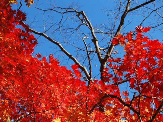 ��ƌٗp�̃R���g���X�g�����ꂢ�ł����B_��̏�����i�|���\�E�J���C�R�^���璹�P��j