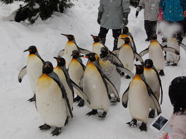 �~�̒�ԁA�y���M���̂��U��_���R������