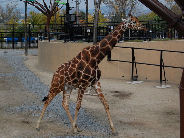 �Տꊴ���ӂ��L�����̗Y�p_���R������