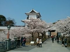 おいねさんの兼六園の桜の投稿写真1
