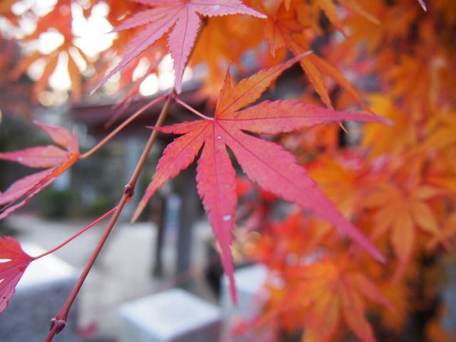 残り少ない紅葉_筑波山