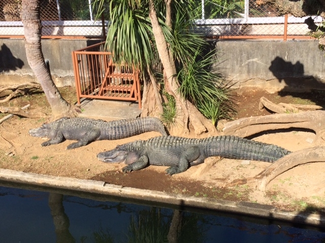 �S���������A��u�u�����Ǝv���ق�_�M��o�i�i���j��