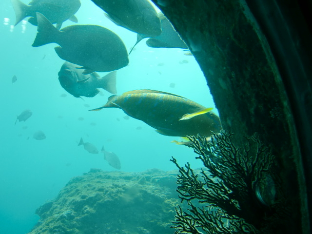 ���낢��Ȏ�ނ̋����j���ł��邵�A��������������̂ł킩��₷���B_�����C���