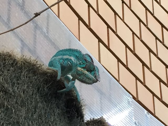 ���̃J�����I���̉������ɁA�ꔭ�Ńm�b�N�A�E�g����Ă��܂��܂����B_�̊��^������ iZoo