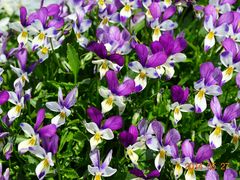 GX̍c삷uˌւ̓eʐ^5