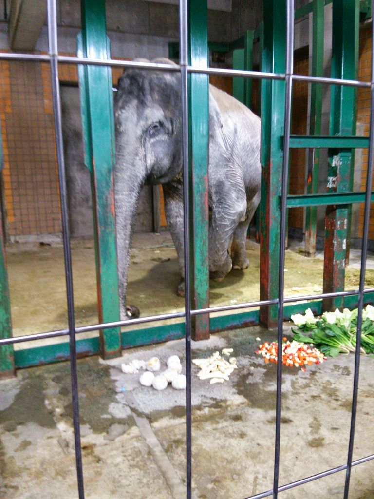 吉祥寺駅周辺の動物園 植物園ランキングtop1 じゃらんnet