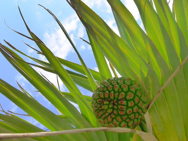 ����܂股����̃A�_���̓��e�ʐ^1