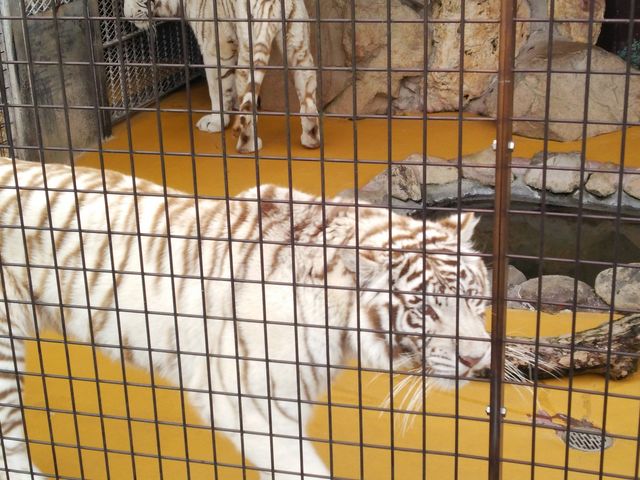 ���������Ȃ��l�ōs�����藈����E���E���c_�H�g�䎩�R���������T�t�@�������h