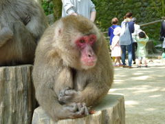 現ボス猿_高崎山自然動物園