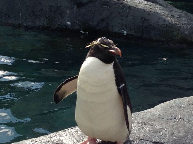 �y���M���قɂ�_���R������