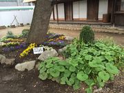 ۂۂ񂳂̌ܓsyق̓eʐ^1