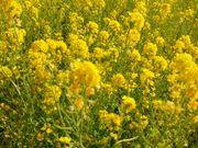 邢邢̋ŗ{뉀̓eʐ^1