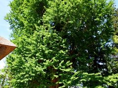 ^bN̐V{F_Ђւ̓eʐ^3