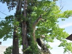 ^bN̐V{F_Ђւ̓eʐ^5