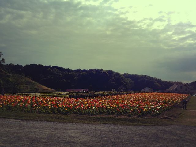 �|�s�[�������Ă��܂����♡_�����h�C�c��