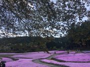 Pinkỷi򎛉Ԃ傤ԉ̓eʐ^1