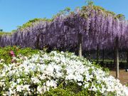 jR񂳂̌䊴̓̓eʐ^1