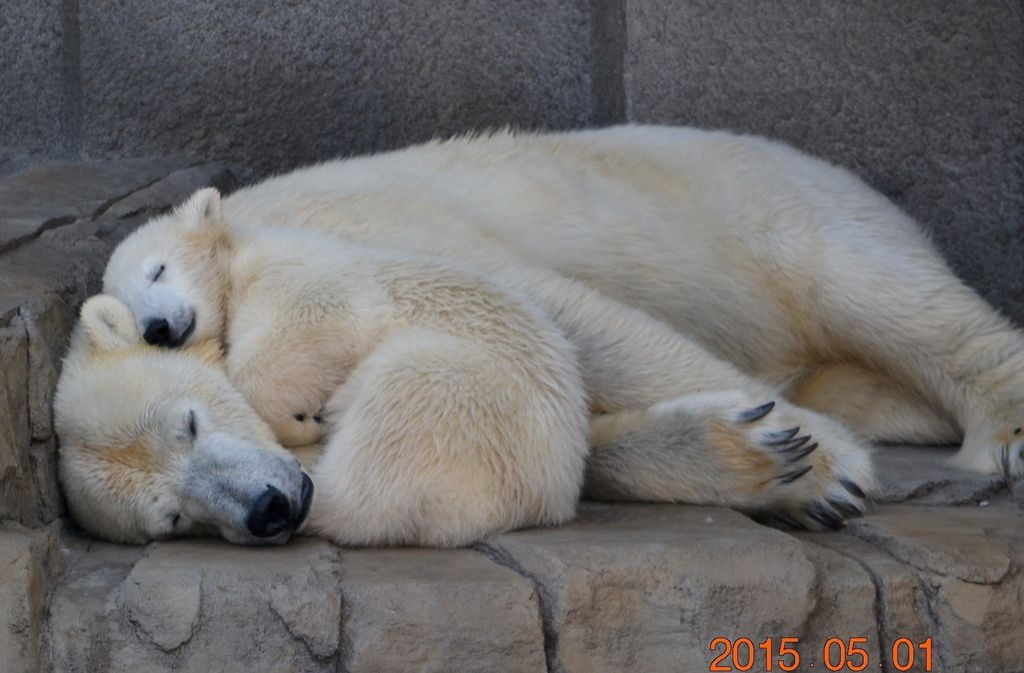 円山動物園 アクセス 営業時間 料金情報 じゃらんnet