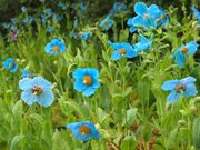 箱根湿生花園 アクセス 営業時間 料金情報 じゃらんnet