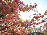 masa1978̏哇Lv̓eʐ^1