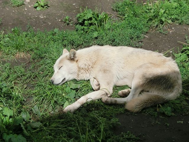 ���R������