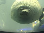 [݂񂳂̊CVق̓eʐ^1