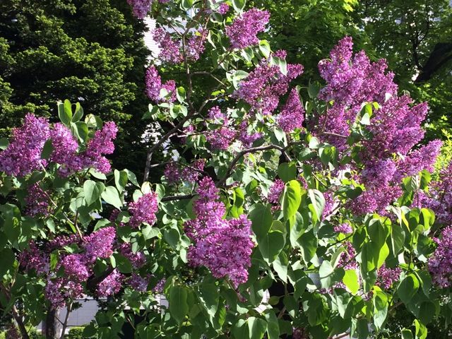 ��ʌ����̃��C���b�N_��ʌ����̃��C���b�N