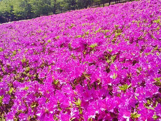 ツツジが満開でした_七沢森林公園