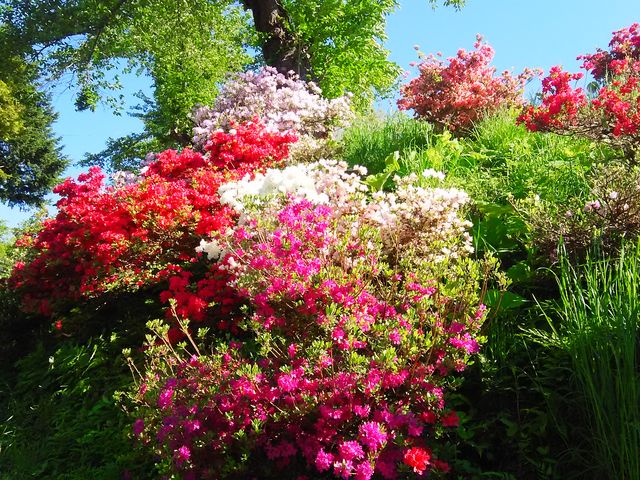 amucha̐XRuPRv̓eʐ^1