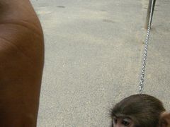 子猿が私の手を握ってきました_高崎山自然動物園