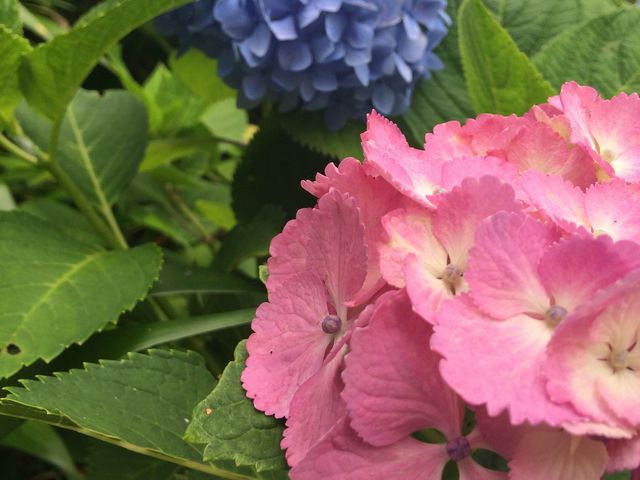 ���J���̃A�W�T�C