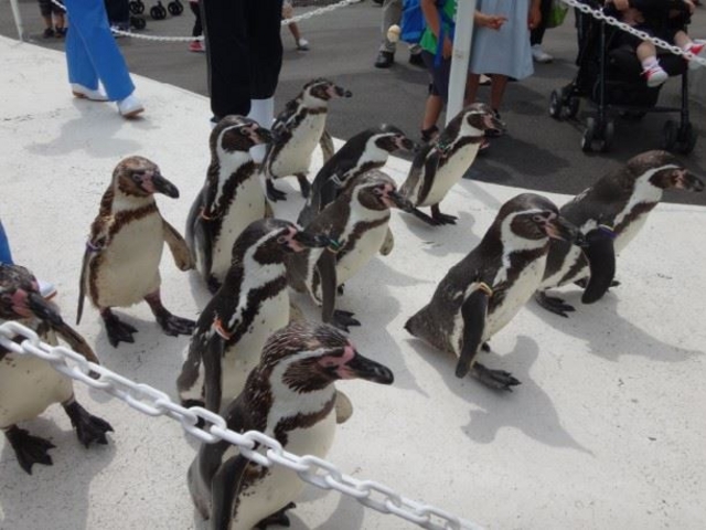 ペンギンの行列も1日に何度か行われます。_越前松島水族館
