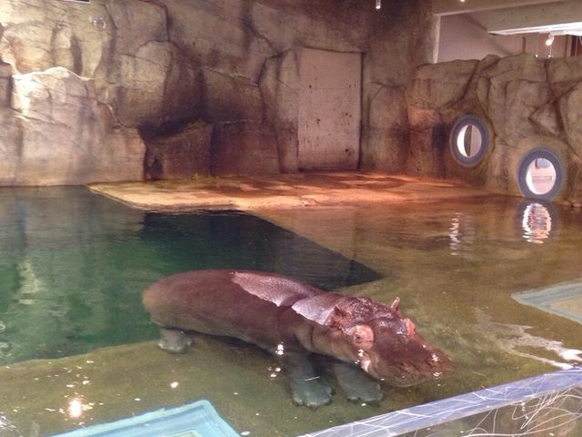 �J�o�̕S�g��_���R������