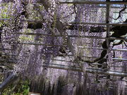 ڂ񂳂̗ѐ򎛂̃tW̓eʐ^1