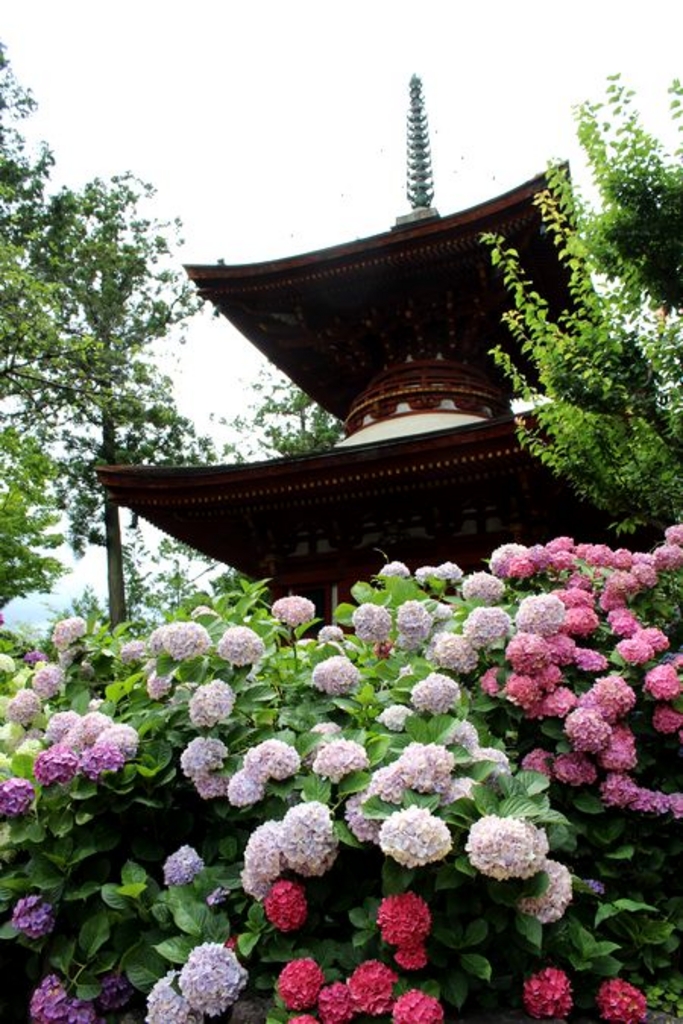 久米寺のあじさい