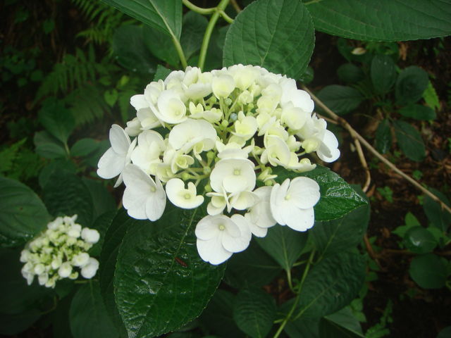 ���������ł���_�݂��̂�����������