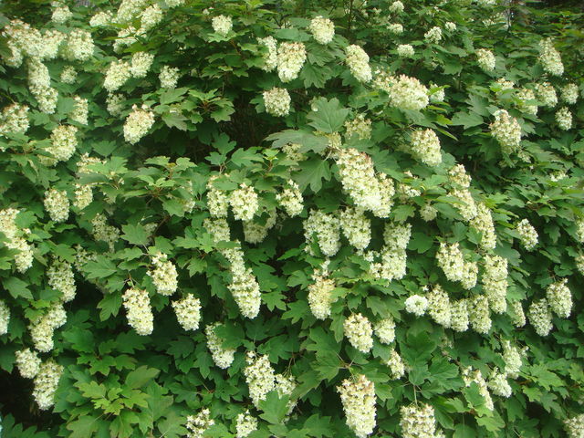 �f���b�N�X_�݂��̂�����������